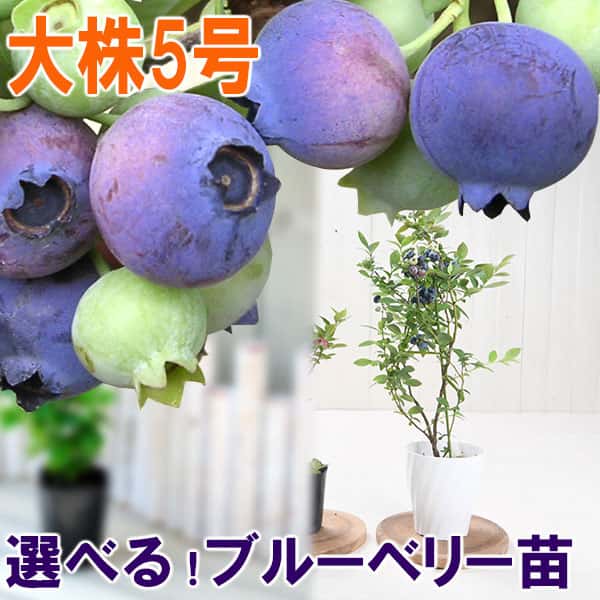 実つき 大株 ブルーベリー 苗木 5号 鉢植え サザンハイブッシュ系 ラビットアイ系 庭木 家庭菜園 6月22日以降順次発送